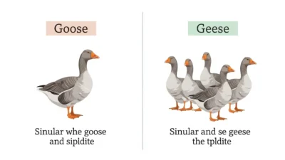 Goose vs Geese